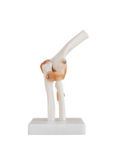 LIFE SIZE ELBOW JOINT
